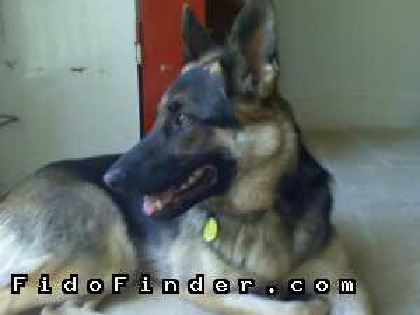 Safe German Shepherd Dog in Columbia, SC US
