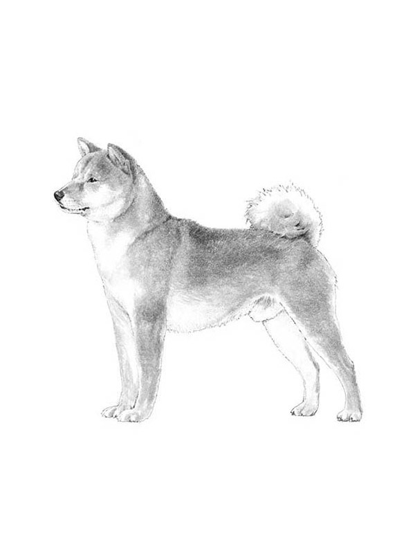 Safe Shiba Inu in Akron, OH US