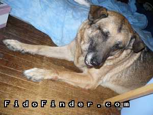 Safe German Shepherd Dog in North Hollywood, CA US