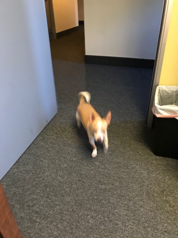 Safe Chihuahua in Winchester, CA
