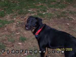 Safe Rottweiler in Richmond, VA US