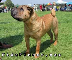 Safe Chinese SharPei in Annapolis, MD US