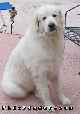 Safe Great Pyrenees in Houston, TX US