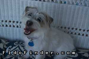 Safe Jack Russell Terrier in Roanoke Rapids, NC