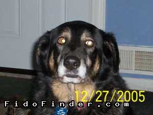 Safe German Shepherd Dog in Madison Heights, MI US