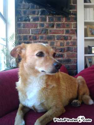 Safe Mutt in Fort Worth, TX US