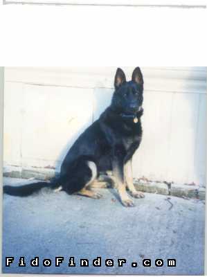Safe German Shepherd Dog in Englewood, FL US