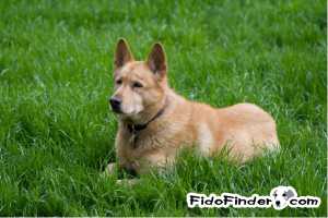 Safe German Shepherd Dog in Issaquah, WA US
