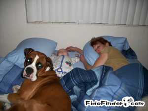 Safe Boxer in New Port Richey, FL US