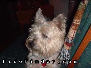 Safe Cairn Terrier in Lees Summit, MO US