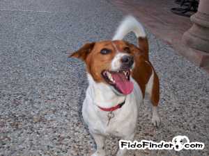 Safe Jack Russell Terrier in West Point, TX