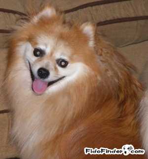 Safe Pomeranian in Pittsburgh, PA US