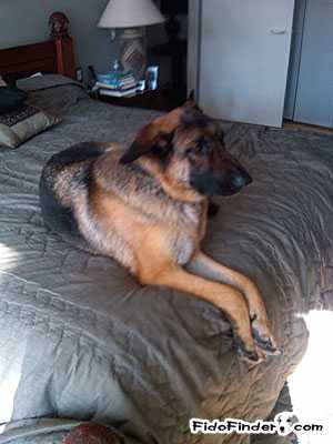 Safe German Shepherd Dog in Pound Ridge, NY