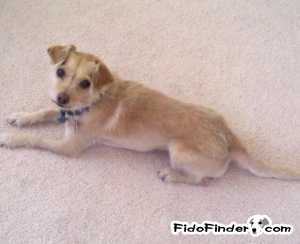 Safe Toy Fox Terrier in Hesperia, CA