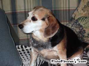 Safe Beagle in Parkville, MD US