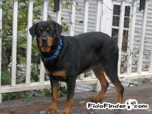 Safe Rottweiler in Columbia, SC
