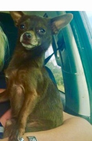Safe Chihuahua in Bertram, TX