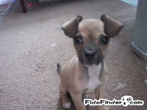 Safe Chihuahua in Hallsville, TX US