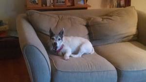 Safe Jack Russell Terrier in Gainesville, VA