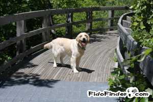 Safe Golden Retriever in Annapolis, MD US