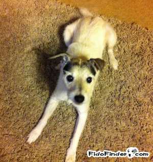 Safe Jack Russell Terrier in Austin, TX US