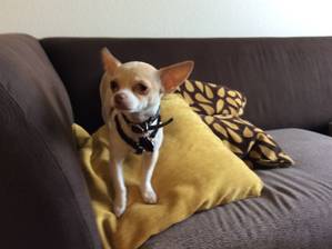 Safe Chihuahua in Woodbridge, VA