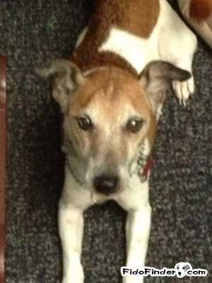 Safe Jack Russell Terrier in Cincinnati, OH US