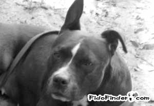 Safe Staffordshire Bull Terrier in Port Richey, FL US
