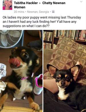 Safe Chihuahua in Newnan, GA