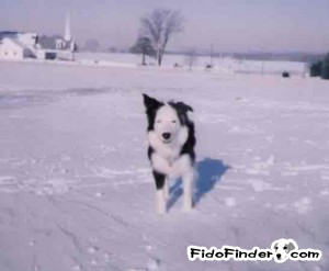 Safe Border Collie in Oxford, PA