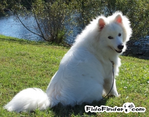 Safe American Eskimo Dog in New Port Richey, FL US