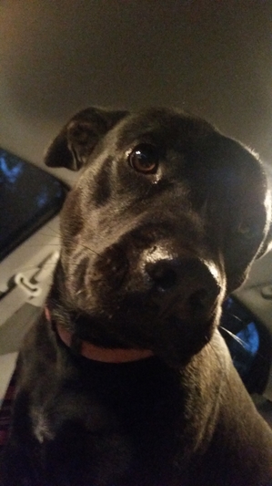 Safe Pit Bull in Georgetown, TX