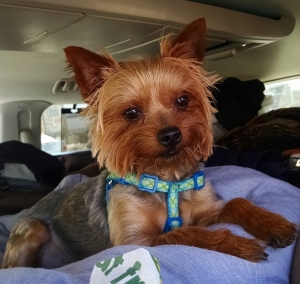 Safe Yorkshire Terrier in Quail Valley, CA