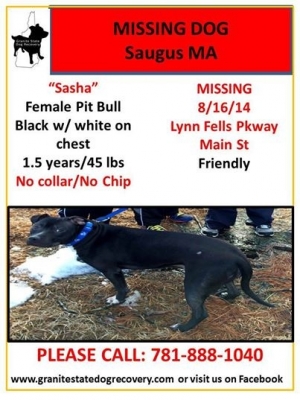 Safe Pit Bull in Saugus, MA