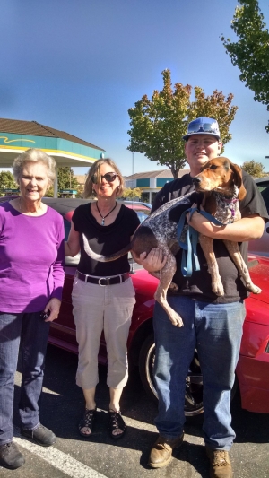Safe Bluetick Coonhound in Arnold, CA US