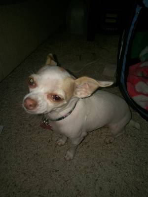 Safe Chihuahua in Stockbridge, GA