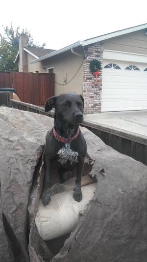Safe Labrador Retriever in Oakley, CA
