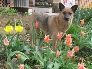 Safe German Shepherd Dog in Earlysville, VA