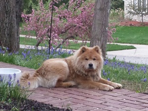 Safe Chow Chow in Indianapolis, IN