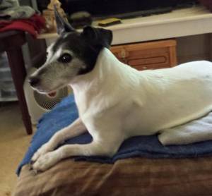 Safe Jack Russell Terrier in Huntingtown, MD