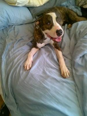Safe Pit Bull in Holiday, FL US