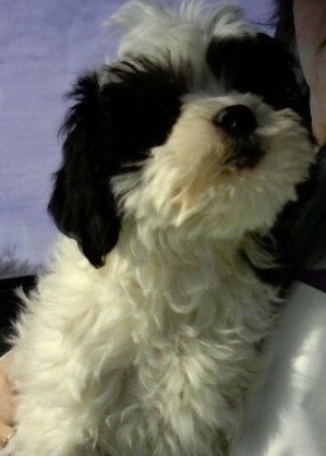 Safe Lhasa Apso in Fort Worth, TX