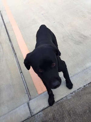 Safe Labrador Retriever in Magnolia, TX
