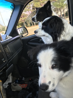 Safe Border Collie in Wake Forest, NC US