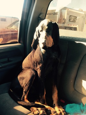 Safe Black and Tan Coonhound in Kansas City, MO US
