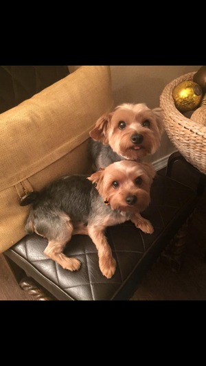 Safe Yorkshire Terrier in Rockwall, TX US