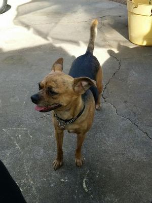 Safe Chihuahua in Rancho Cordova, CA US