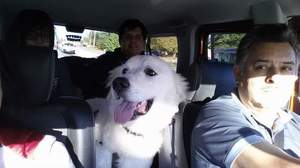 Safe Great Pyrenees in Norcross, GA US