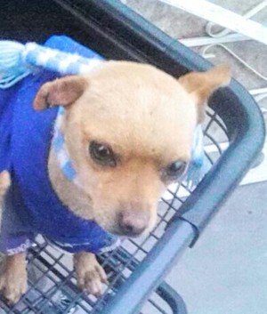 Safe Chihuahua in Richmond, CA US