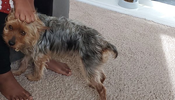 Safe Yorkshire Terrier in Pittsburg, CA